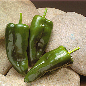 Chile Poblano Chile Poblano